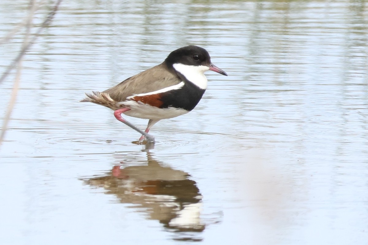 Red-kneed Dotterel - Shinead Ashe