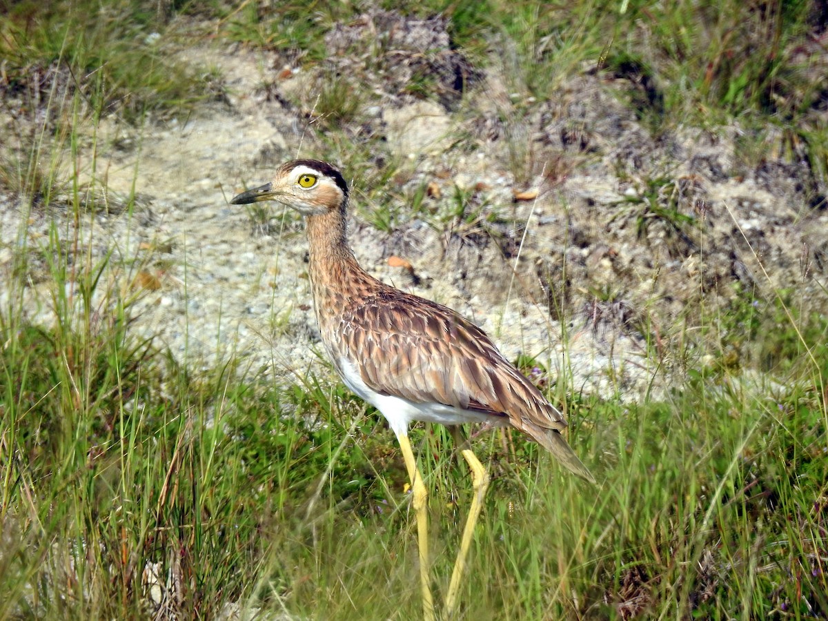 Double-striped Thick-knee - ML613741531