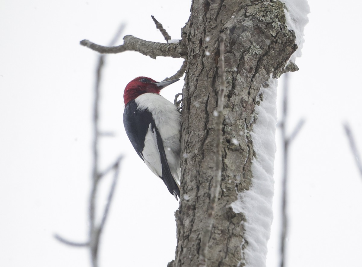 Red-headed Woodpecker - ML613741980