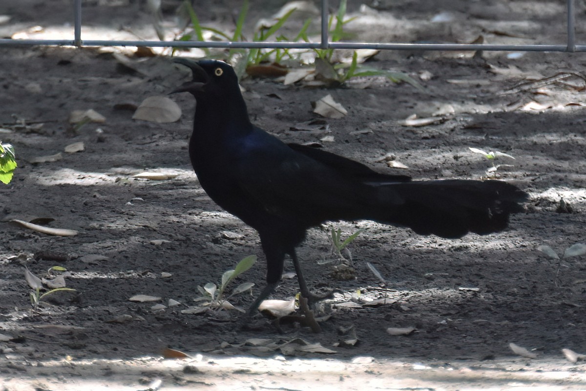 Great-tailed Grackle - ML613742116