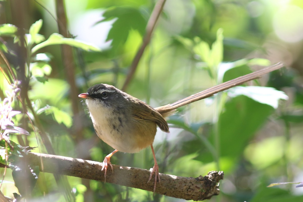Hill Prinia at Doi Pha Hom Pok NP--stakeout greenfinches on Doi Angkhang by Jonathan Pap