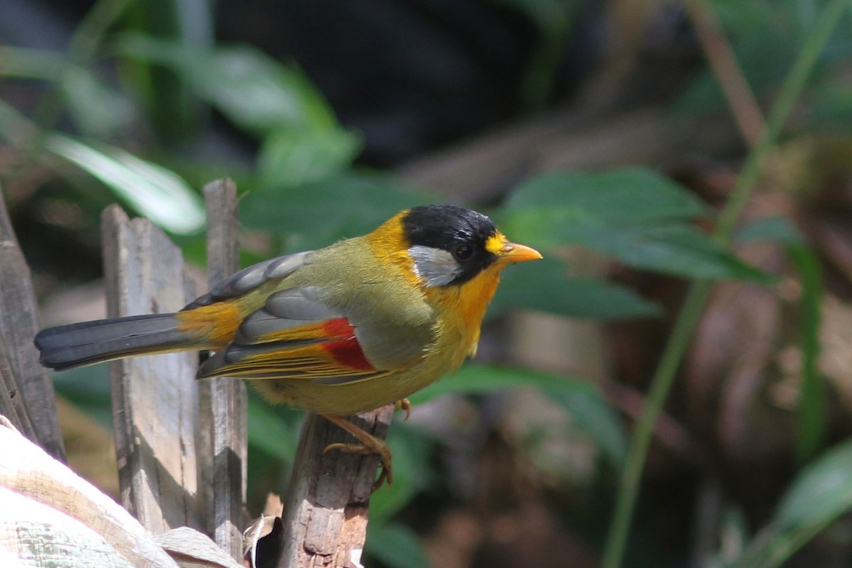 Silver-eared Mesia at Doi Pha Hom Pok NP--stakeout greenfinches on Doi Angkhang by Jonathan Pap