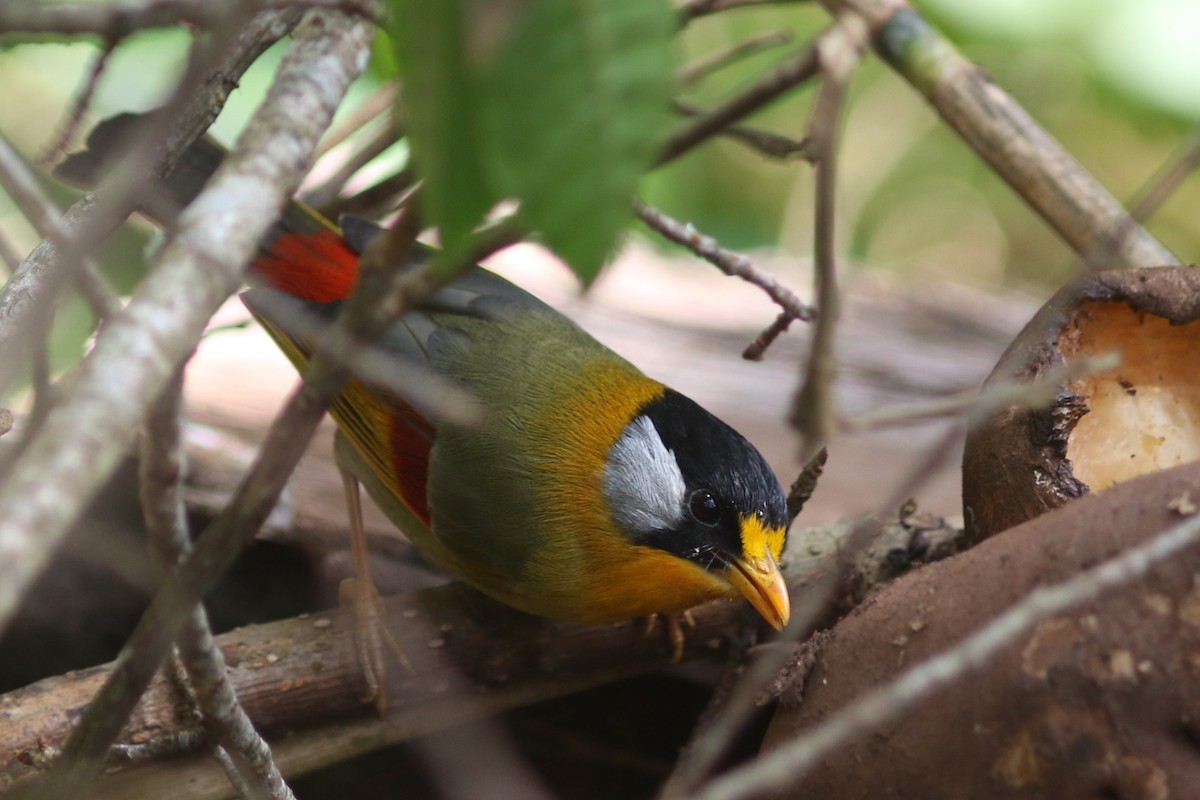 Silver-eared Mesia at Doi Pha Hom Pok NP--stakeout greenfinches on Doi Angkhang by Jonathan Pap