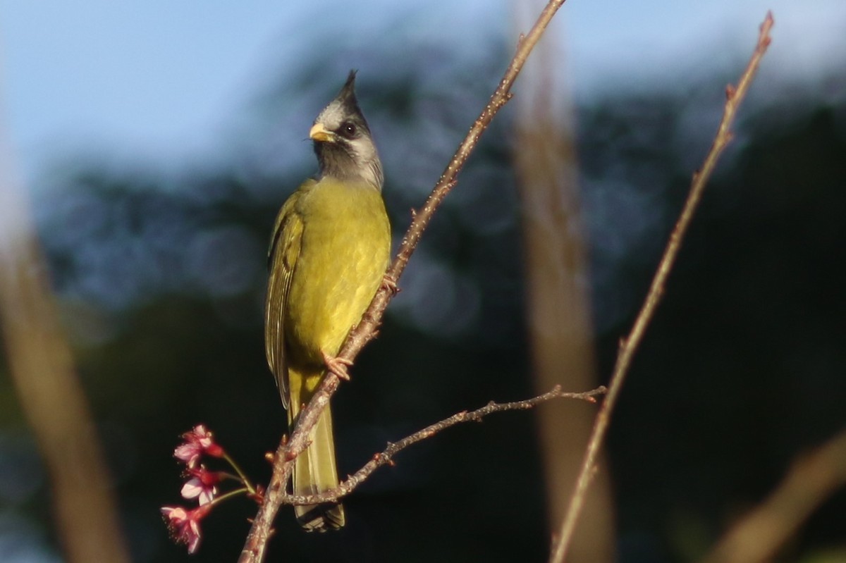 Crested Finchbill at Doi Pha Hom Pok NP--Chinese Cemetery & dump on Doi Angkhang by Jonathan Pap