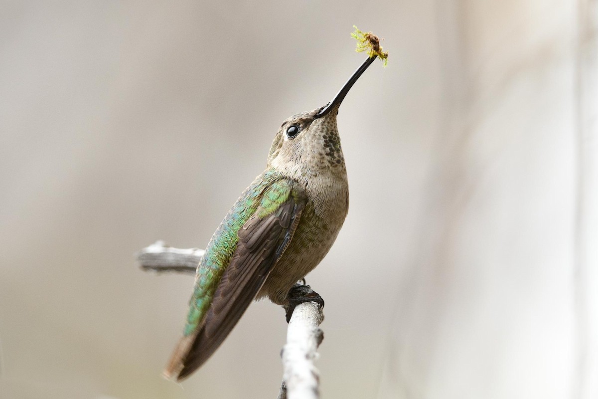 Allen's Hummingbird - Scott Logan