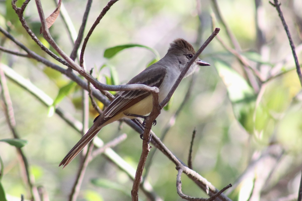 Brown-crested Flycatcher - Greg Laverty