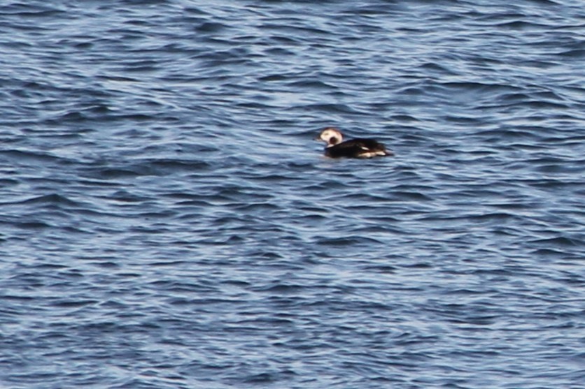 Long-tailed Duck - ML613743388