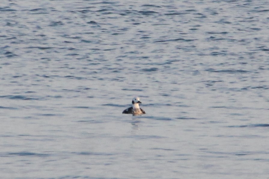 Long-tailed Duck - ML613743407