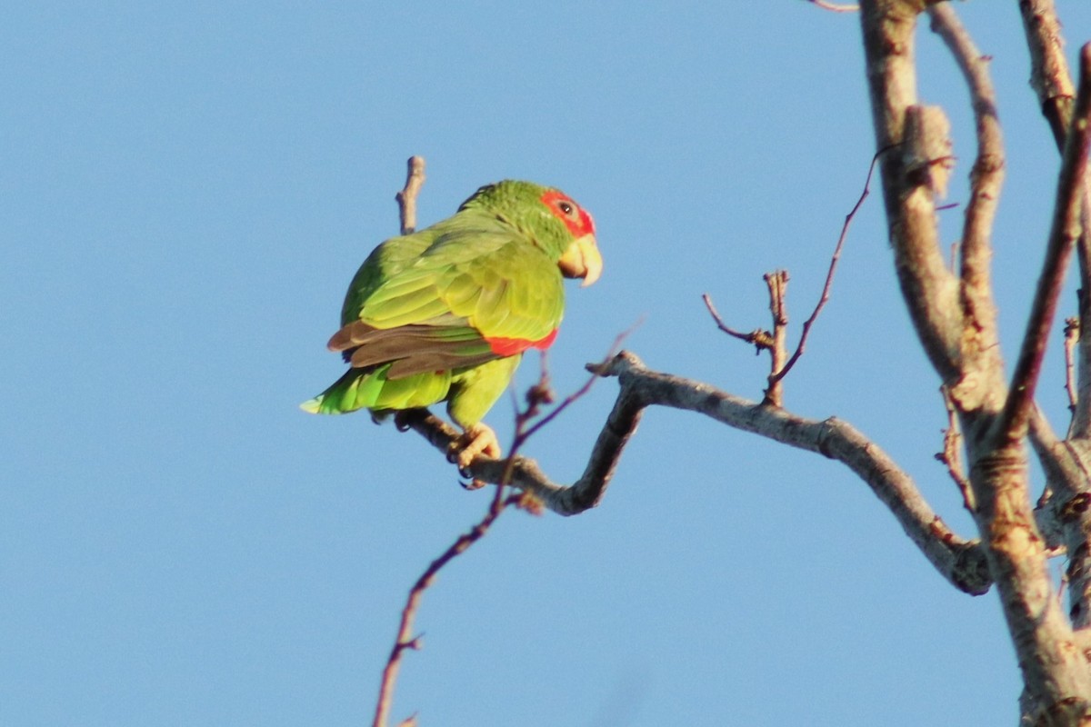 White-fronted Parrot - ML613743418