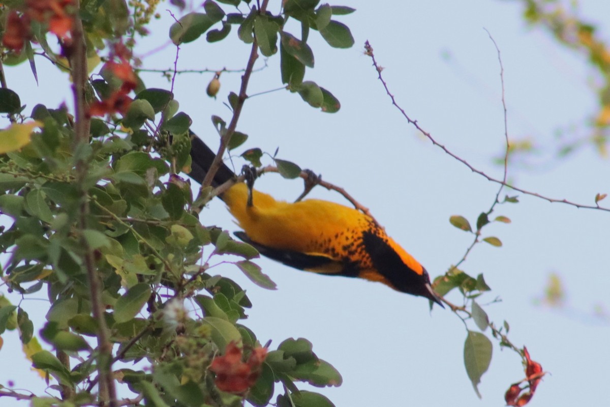 Spot-breasted Oriole - ML613743430