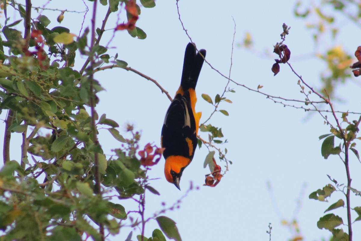 Spot-breasted Oriole - ML613743431