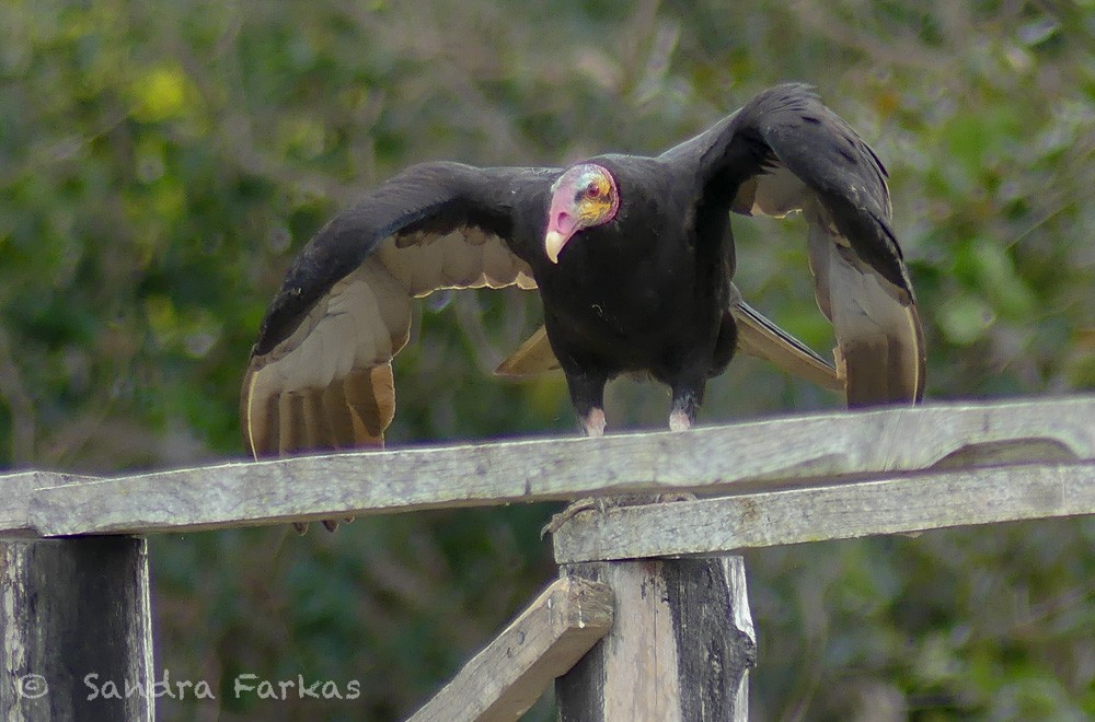Lesser Yellow-headed Vulture - Sandra Farkas