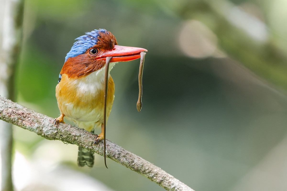 Banded Kingfisher (Banded) - Boas Emmanuel