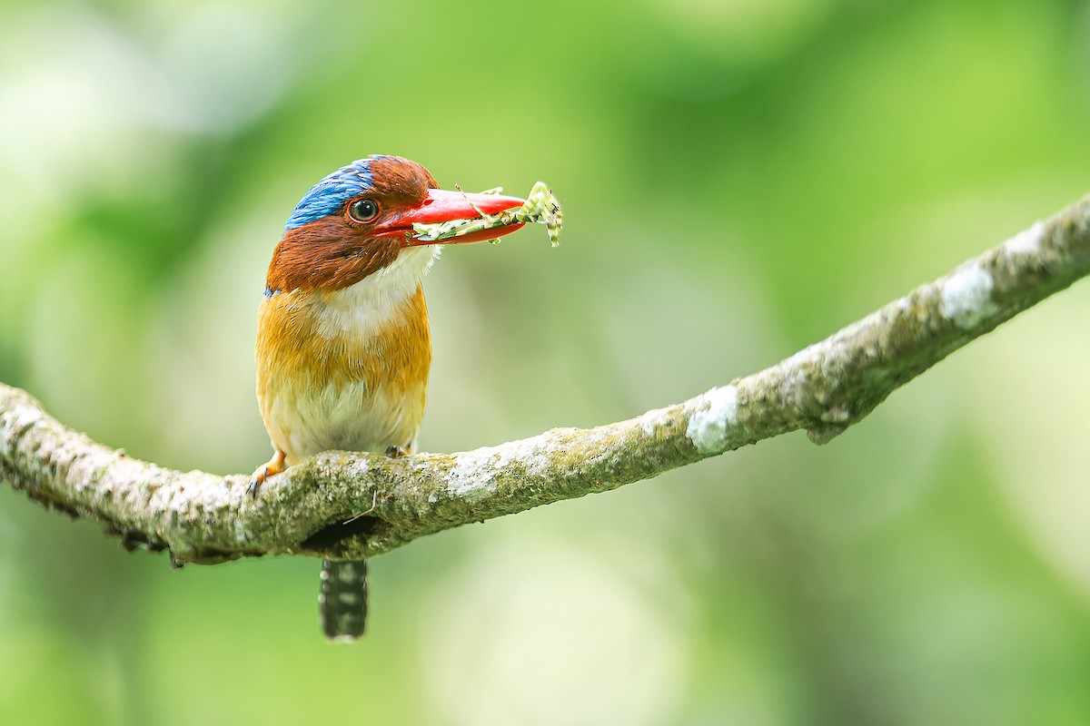 Banded Kingfisher (Banded) - ML613743638