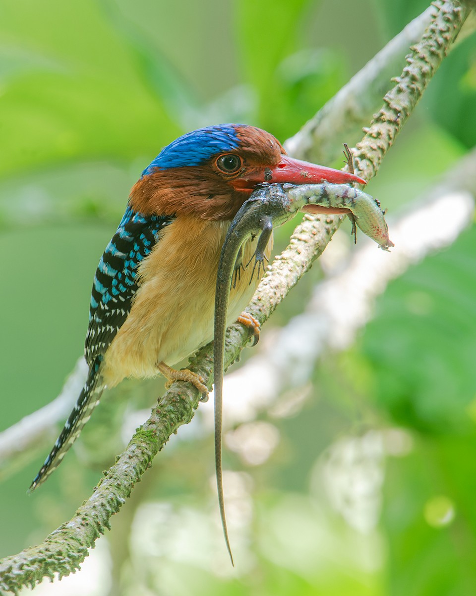 Banded Kingfisher (Banded) - ML613743639