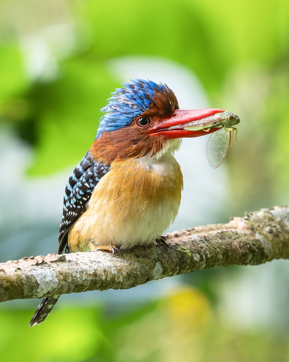Banded Kingfisher (Banded) - ML613743640