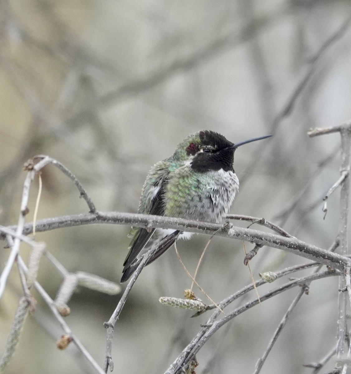 EBird Checklist 14 Jan 2024 Punches House 17 Species   1200