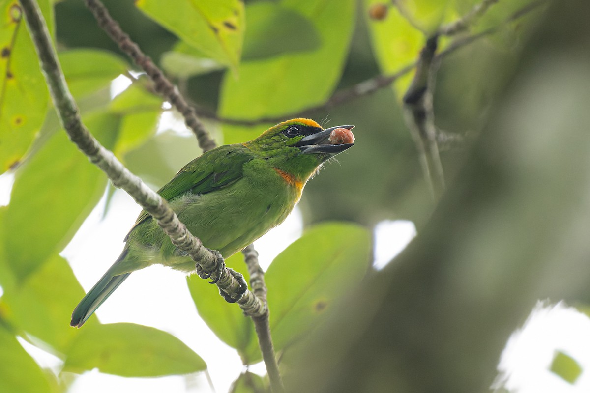 Flame-fronted Barbet - ML613743916