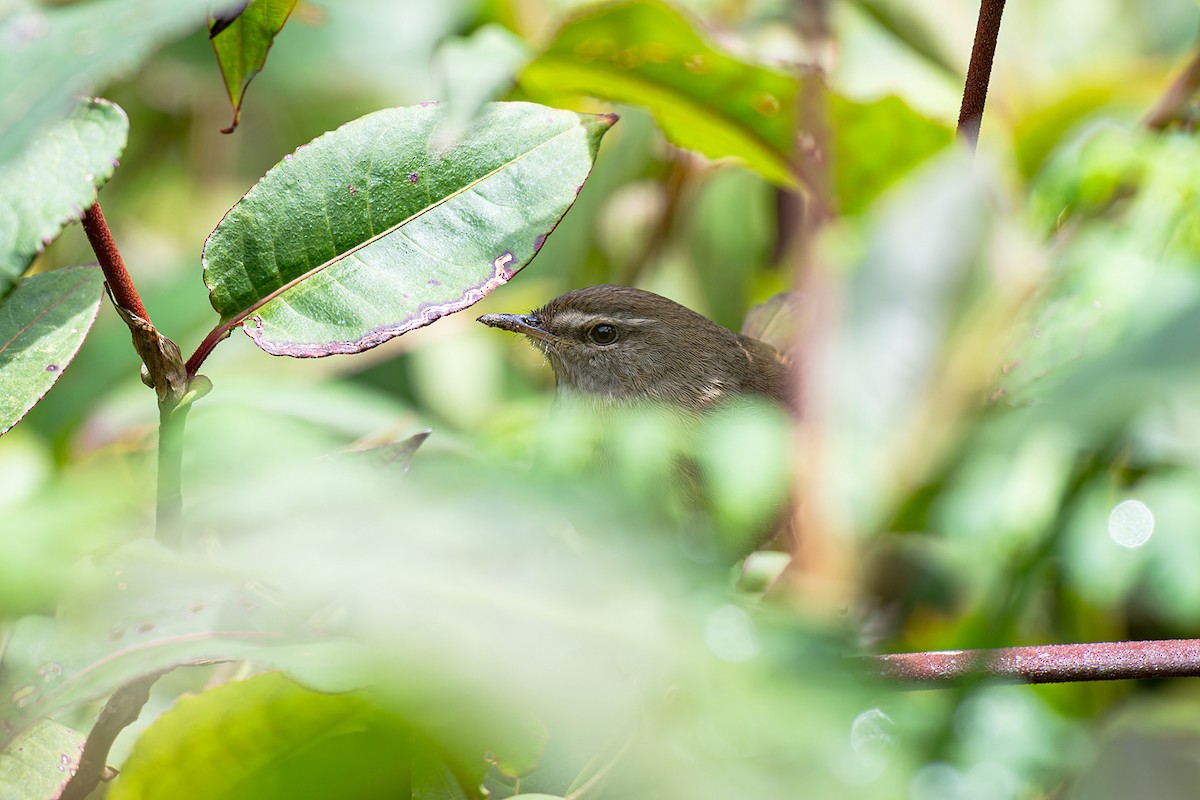 Aberrant Bush Warbler (Sunda) - ML613744018