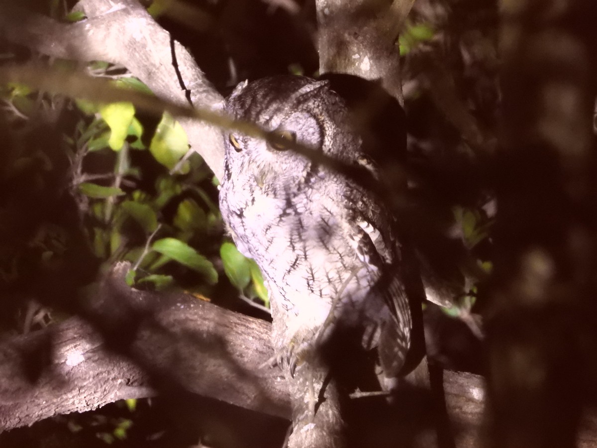 Eastern Screech-Owl (McCall's) - ML613744158