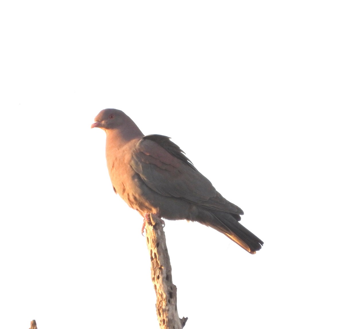 Red-billed Pigeon - ML613744499
