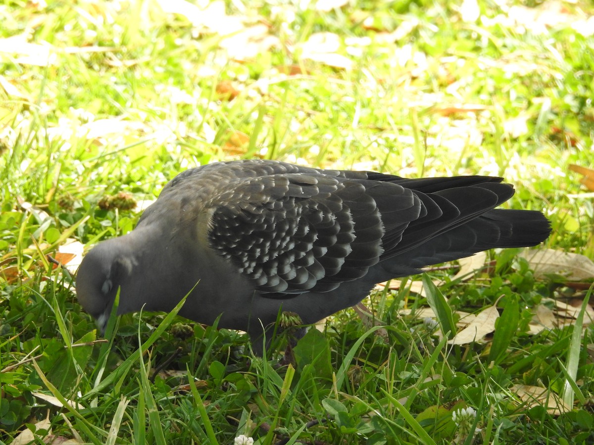 Spot-winged Pigeon - ML613744766