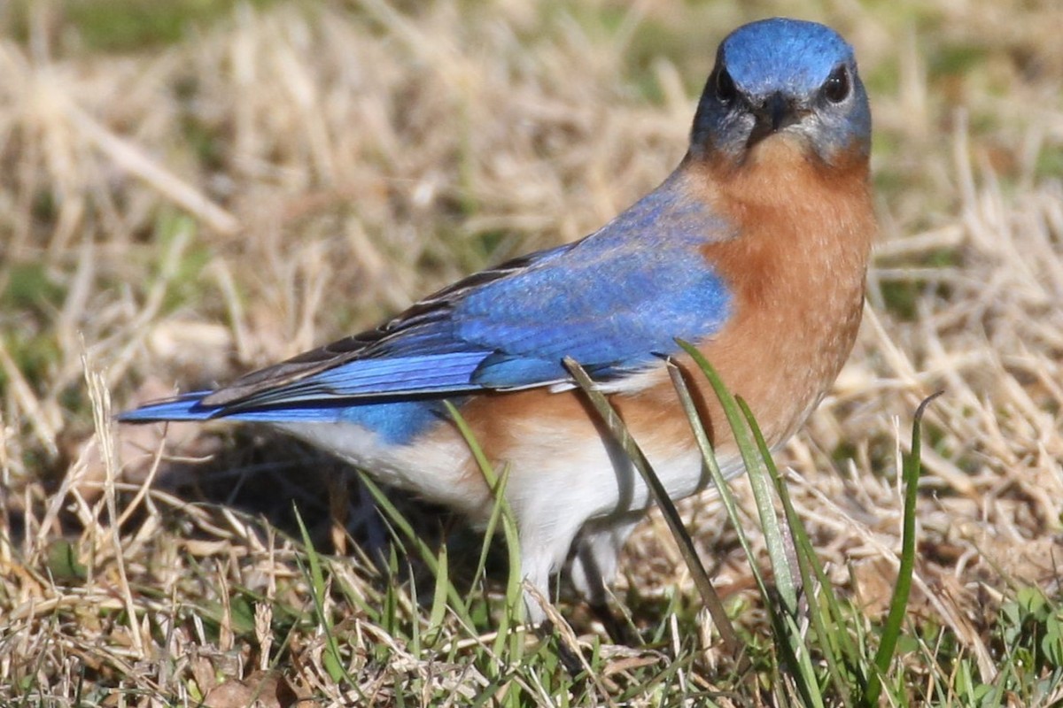 eBird Checklist 19 Jan 2024 Bear Creek Park (UTC 097) 12 species