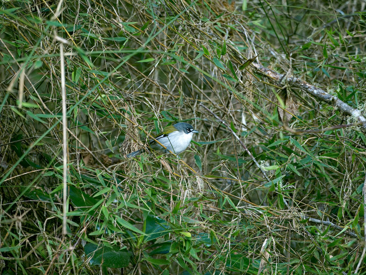 White-winged Warbler - ML613745603