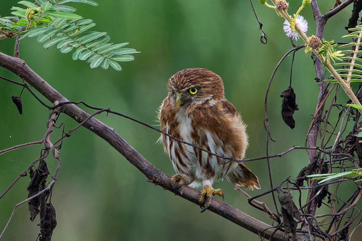 Peruvian Pygmy-Owl - Steve Juhasz