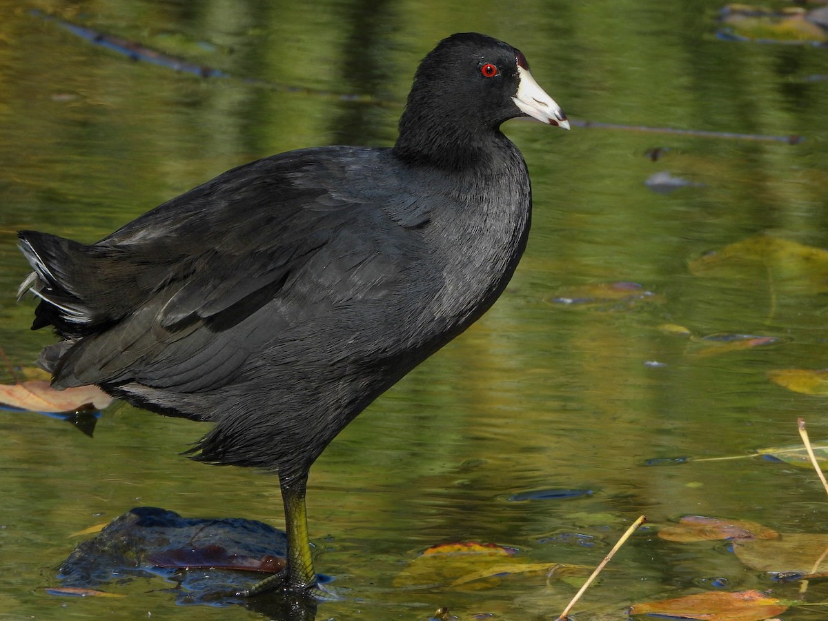 American Coot (Red-shielded) - ML613745684