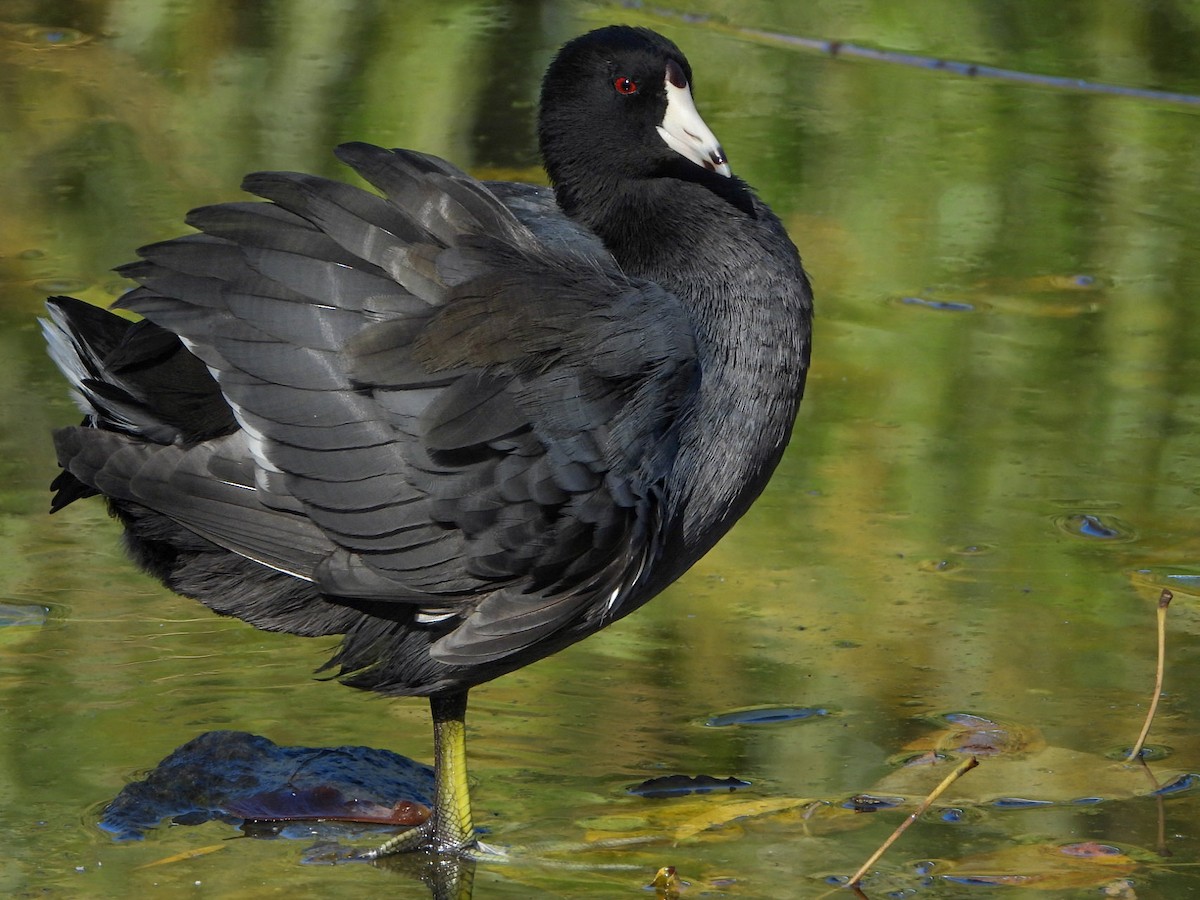 American Coot (Red-shielded) - ML613745685