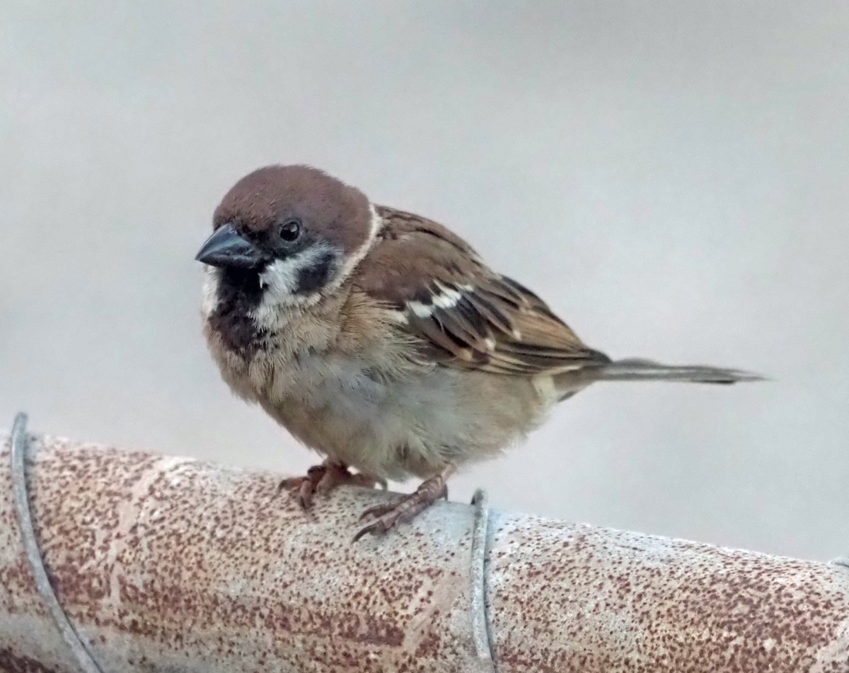 Eurasian Tree Sparrow - ML613745698