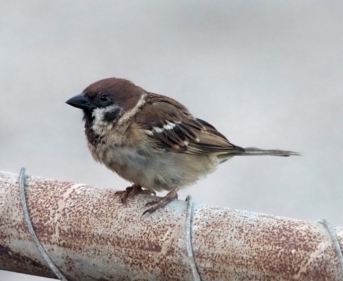 Eurasian Tree Sparrow - ML613745699