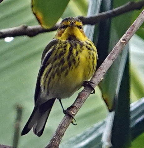 Cape May Warbler - ML613746037