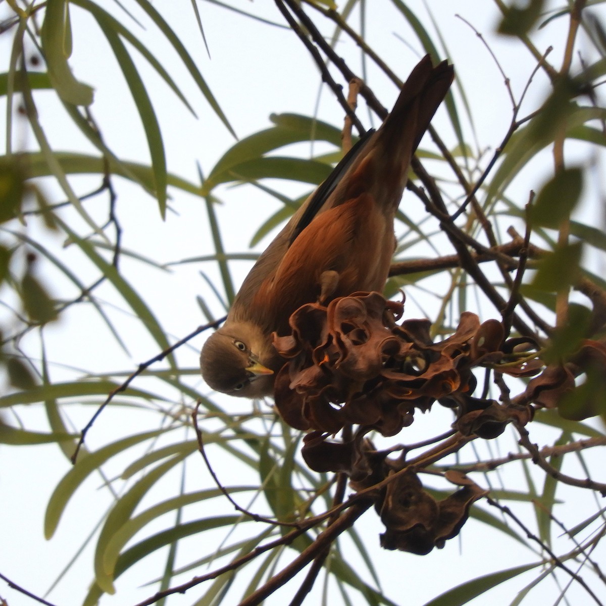 Chestnut-tailed Starling - Hemanya Radadia