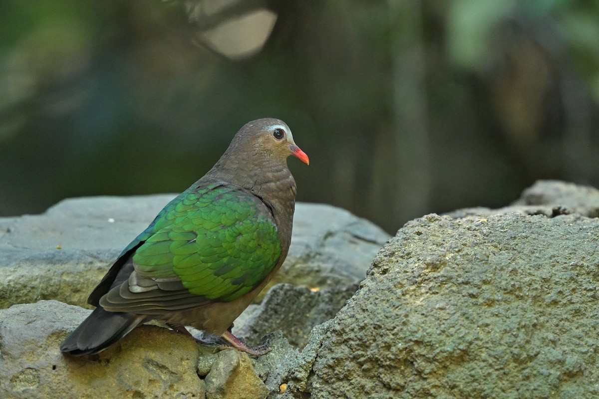Asian Emerald Dove - ML613746403