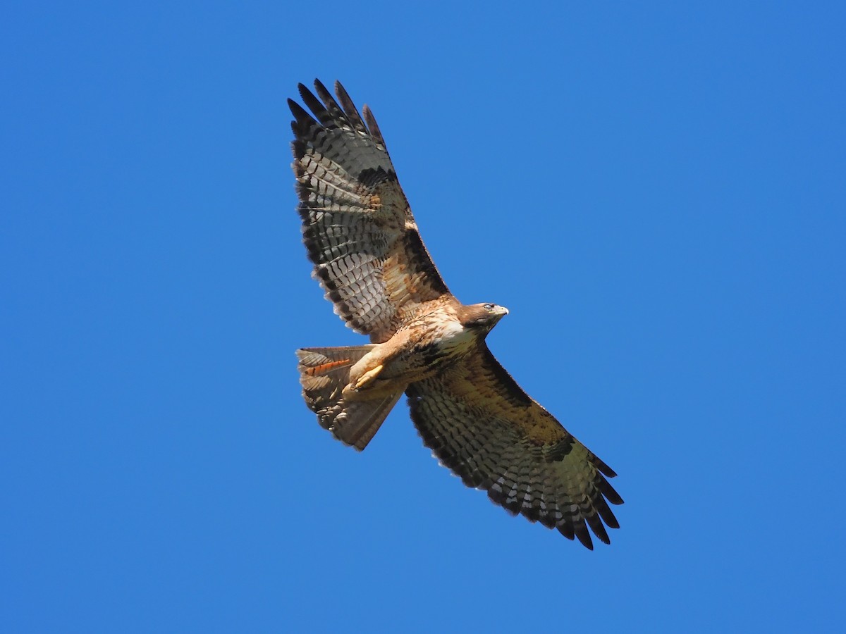 Red-tailed Hawk - ML613746600