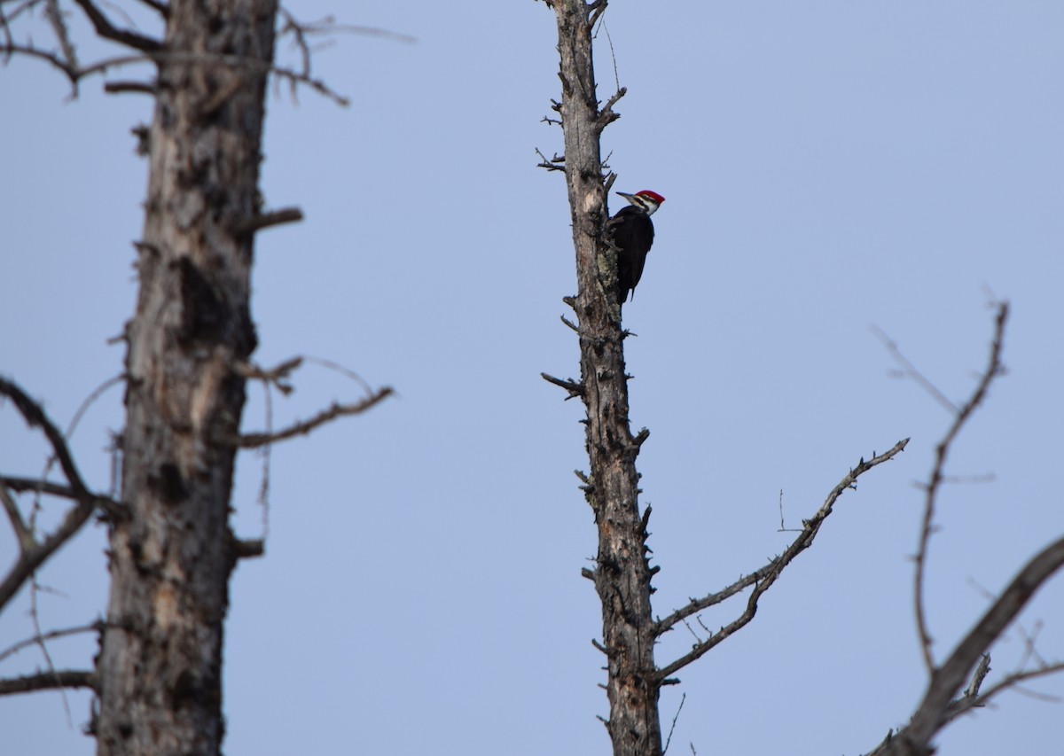 Pileated Woodpecker - ML613746724