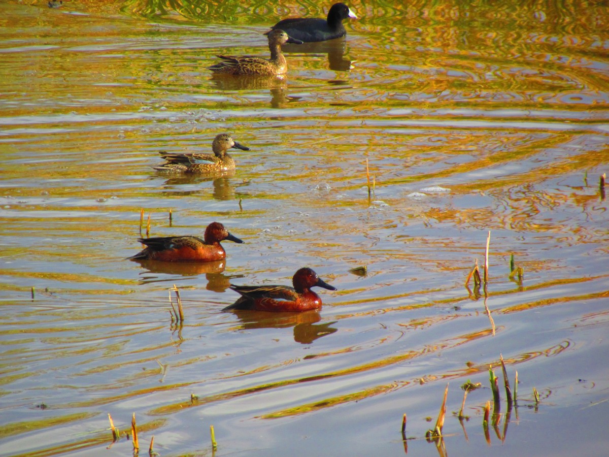 eBird Checklist - 19 Jan 2024 - San Jacinto Wildlife Area, Moreno ...