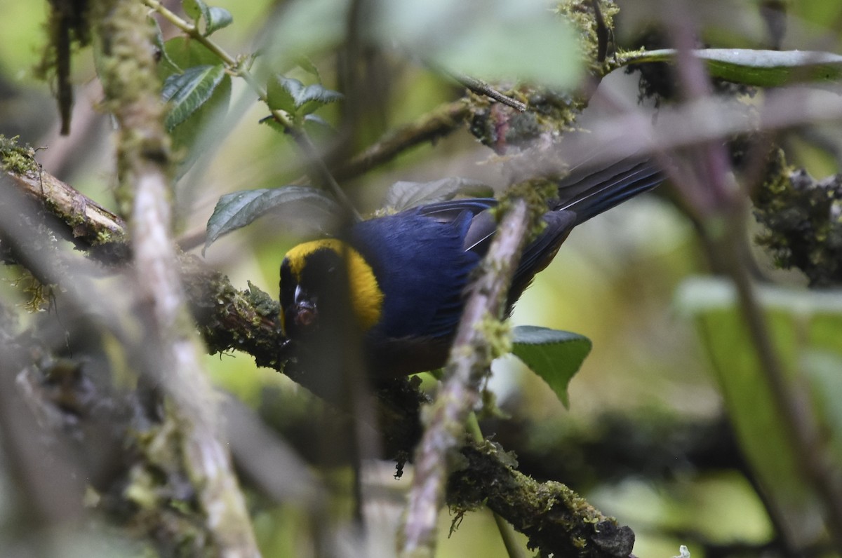 Golden-collared Tanager - ML613747284