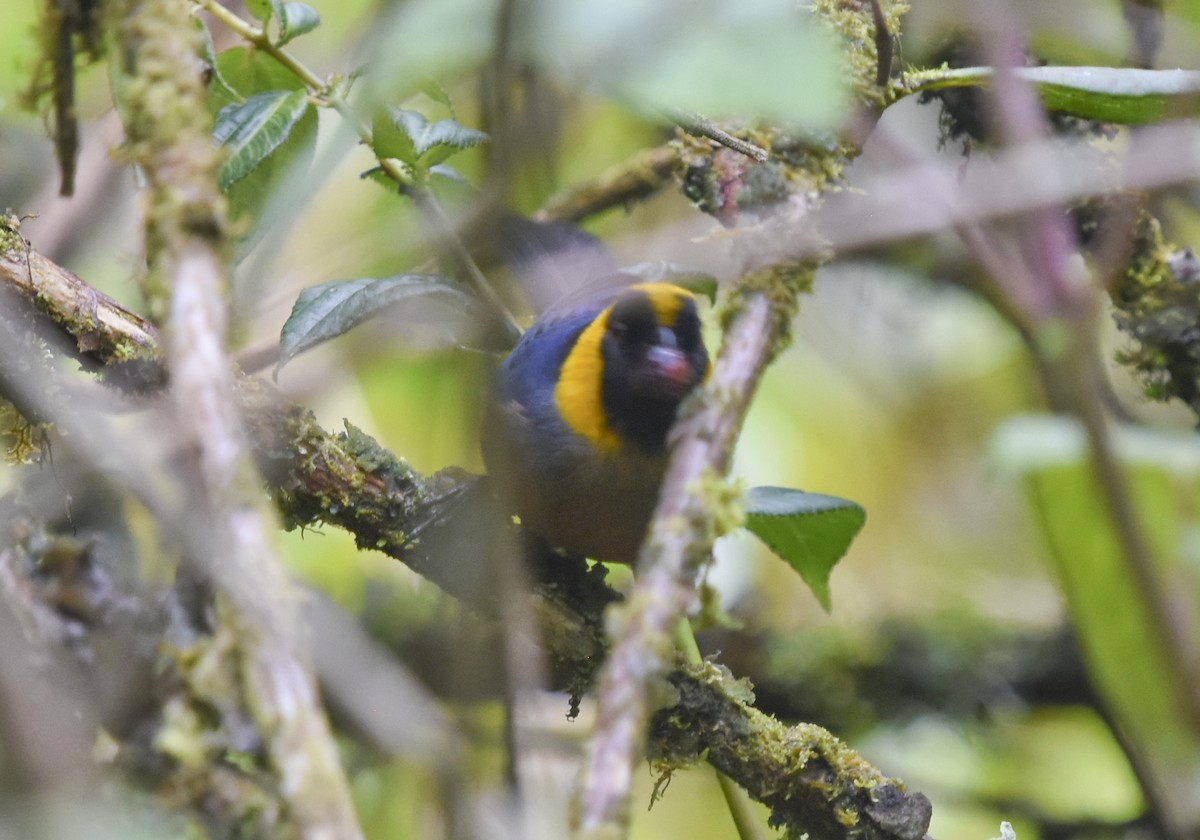 Golden-collared Tanager - ML613747285