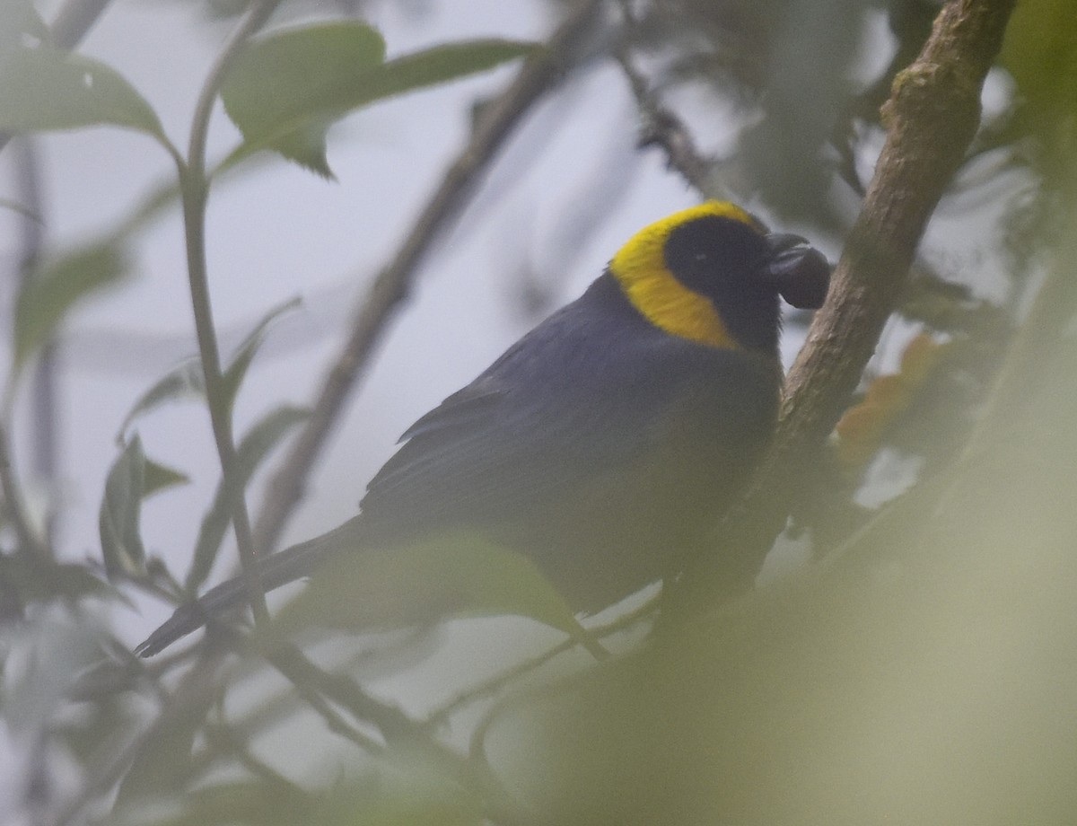 Golden-collared Tanager - ML613747286