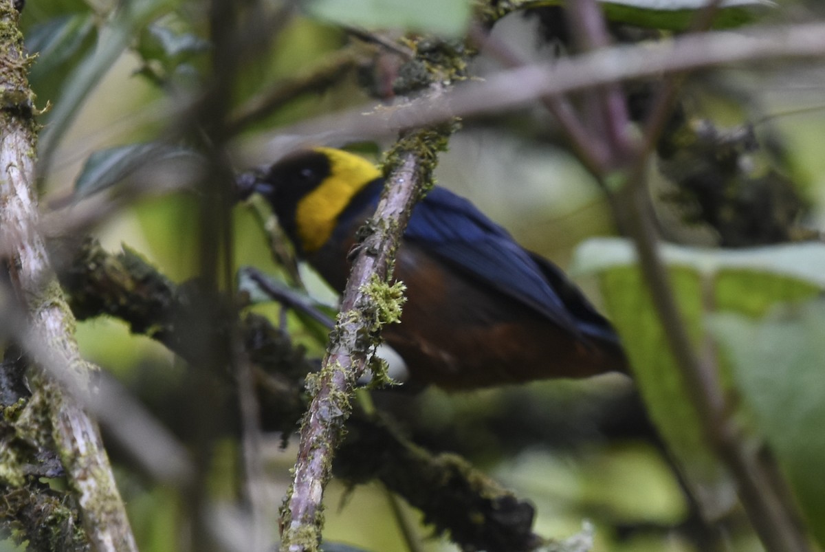 Golden-collared Tanager - ML613747287