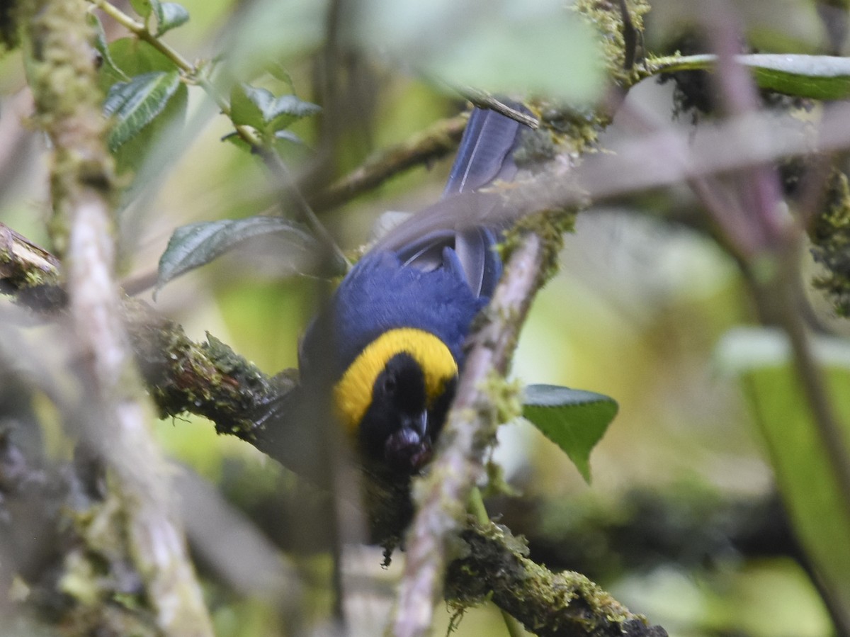 Golden-collared Tanager - ML613747288