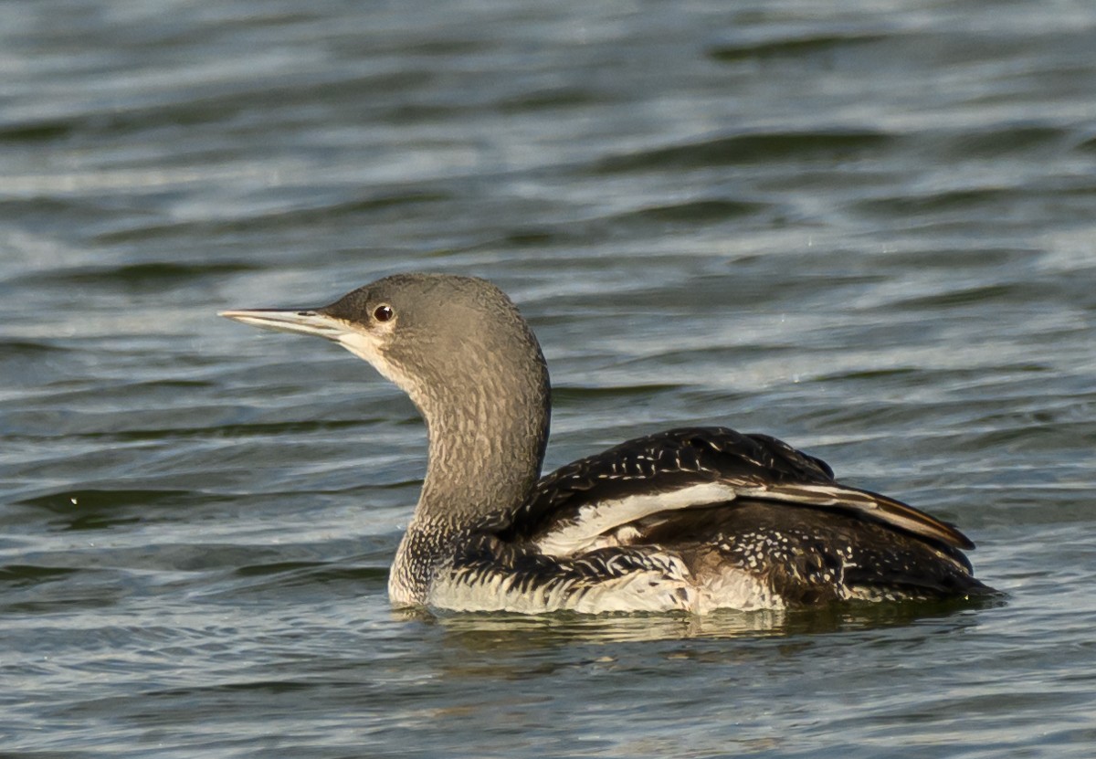 Red-throated Loon - ML613747373