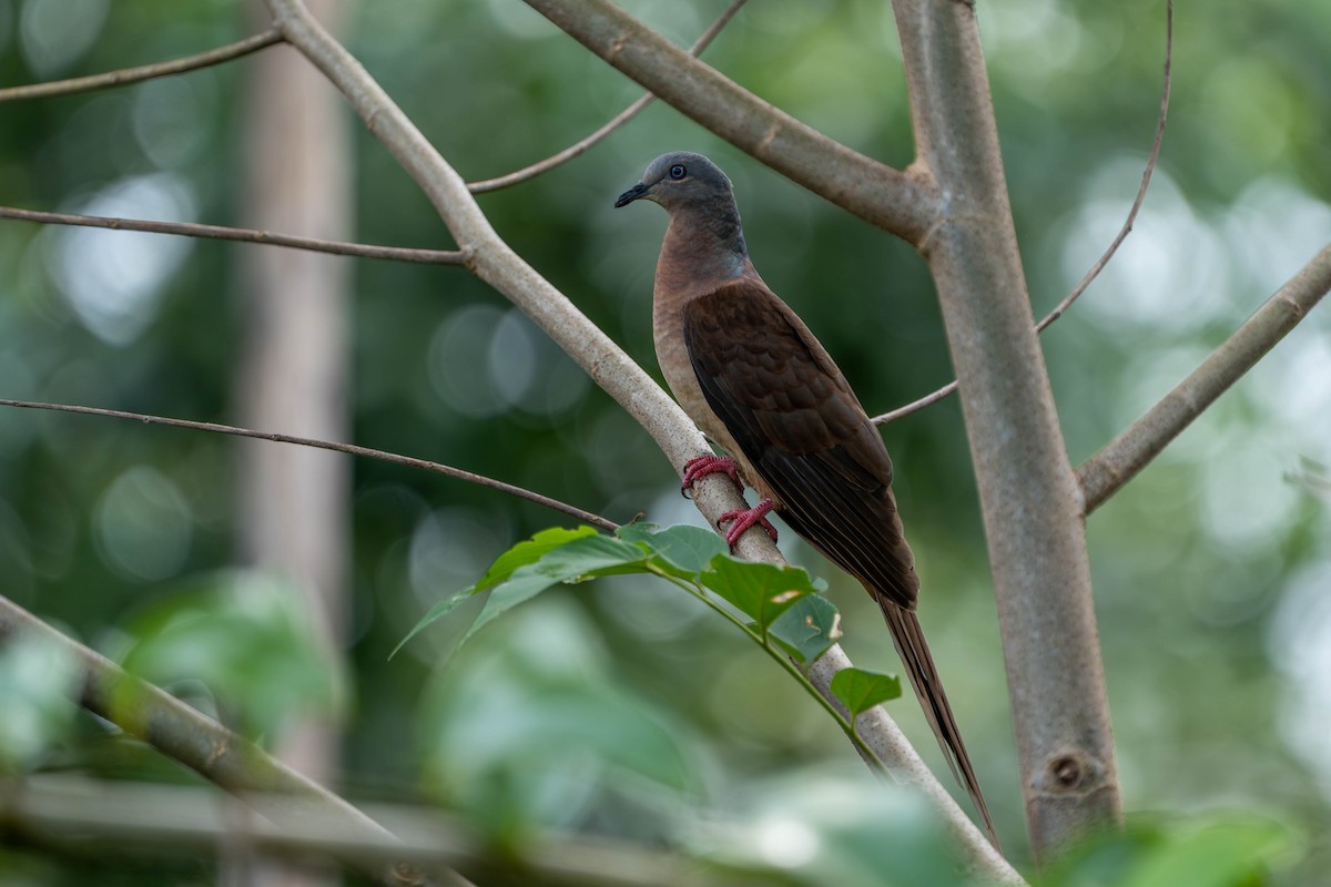 Brown Cuckoo-Dove - ML613747387