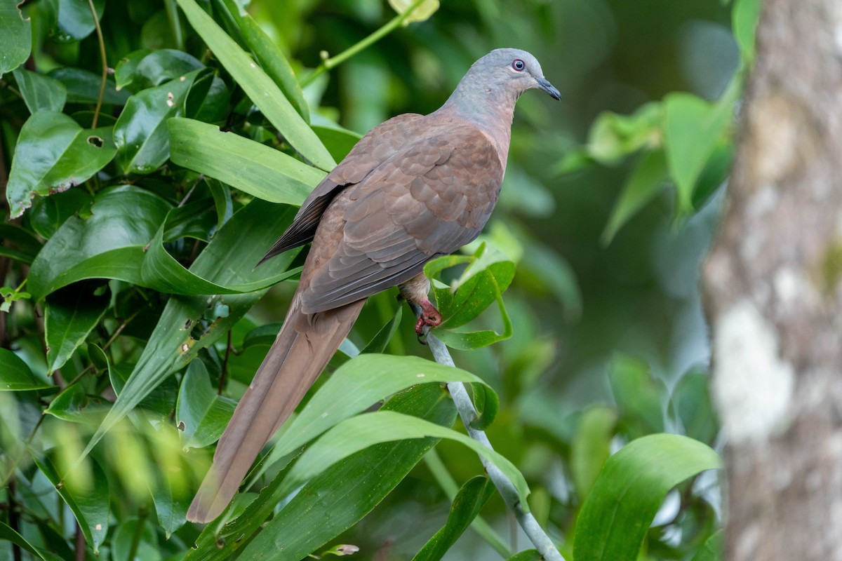 Brown Cuckoo-Dove - ML613747388