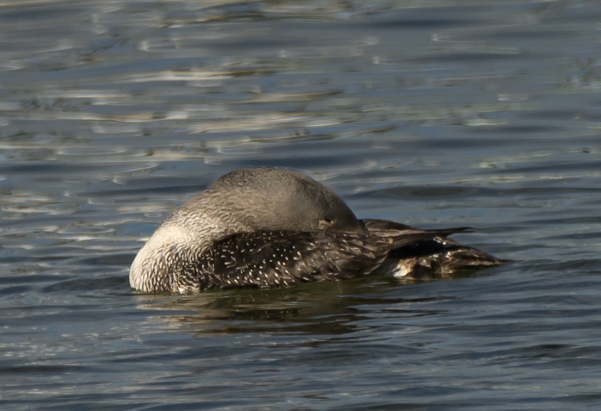 Red-throated Loon - ML613747477
