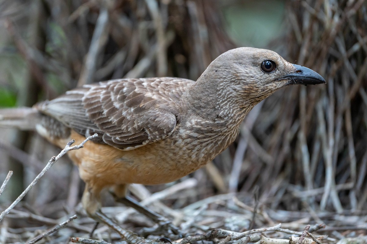 Fawn-breasted Bowerbird - Claire Watson