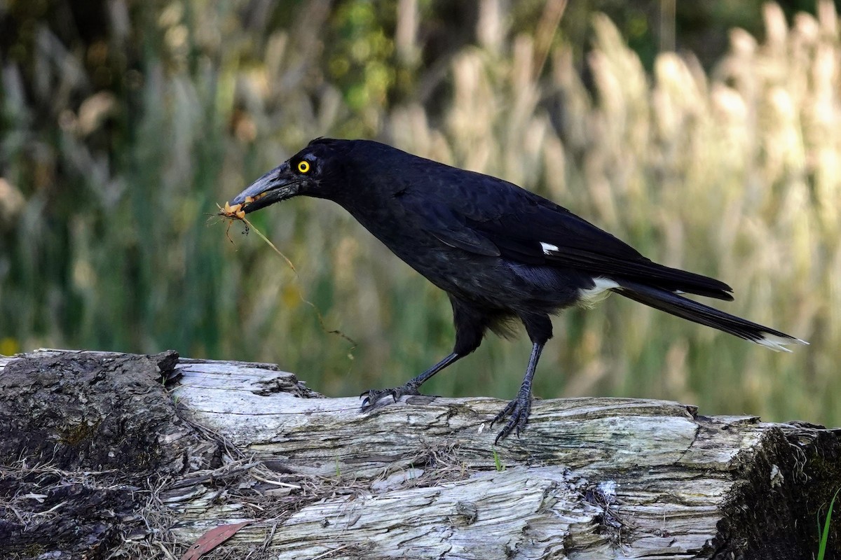 Pied Currawong - ML613747574